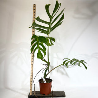 Monstera deliciosa var. sierrana [#1848]