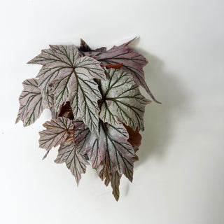 Begonia 'Lamoon' [#2015]