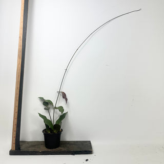 Hoya hellwigiana [#1605]