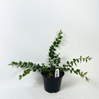 Hoya chinghungensis [#1864]