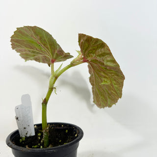 Begonia brevirimosa (Silver Form) [#2092]