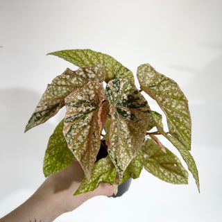 Begonia 'Snow Capped' (Variegated) [#1820]