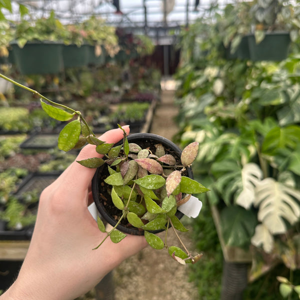 Hoya lacunosa (Durian Perangin) – Steve's Leaves