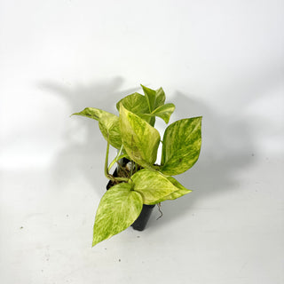 Epipremnum aureum 'Alta Voltagem' [#2165]