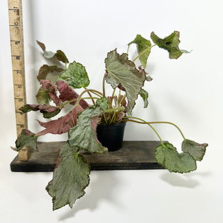 Begonia 'Madhatter' [#2090]