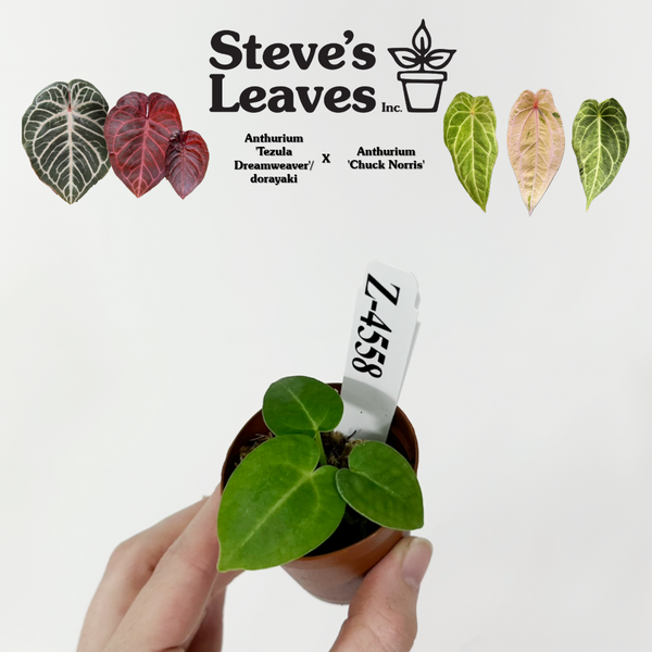 Z-4558 - Anthurium 'Tezula Dreamweaver'/dorayaki x 'Chuck Norris