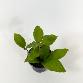 Hoya 'Patricia' [#1634]