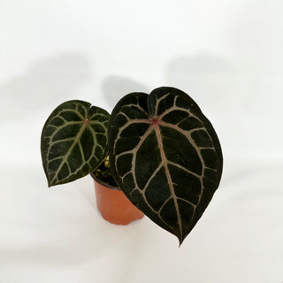 Anthurium 'Zara'/'Michele' x 'Doc Block Lineage' [#1346]