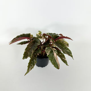 Begonia 'Ginny Galaxy' [#2173]