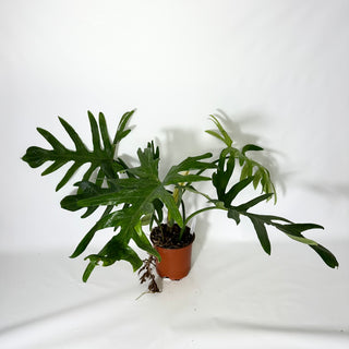 Philodendron elegans (Non-TC) [#1705]