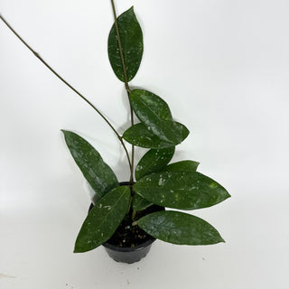 Hoya sp. Lai Chau (long leaf, splash)[#2119]