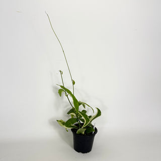 Hoya pimenteliana (outer variegated) [#2304]