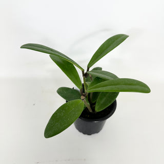 Hoya revolubilis [#2294]