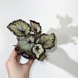 Begonia 'Dolce Vita' [#2053]