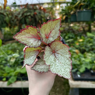 Begonia 'Steve's Leaves Mother of Pearl'