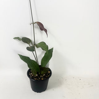 Hoya hellwigiana [#1605]