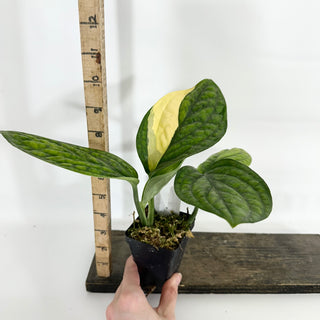 Z-4584 - Monstera sp. 'Peru' variegata