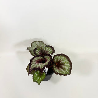 Begonia 'Steve Rosenbaum' [#2089]