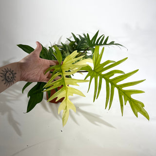 Philodendron 'Florida Beauty' x tortum [#1975]