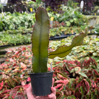 Strophocactus wittii