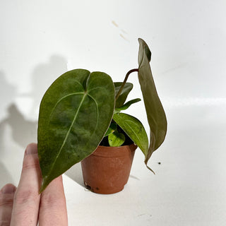 Anthurium forgetii/'Ace of Spades' x 'Arnold Schwarzenegger' - 2 Seedlings [#1979]