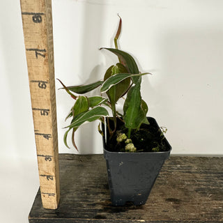 Z-4688 - Philodendron hederaceum ‘Micans Halo’