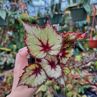 Begonia 'Silver Spirit'