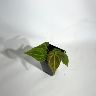 Anthurium magnificum/‘Silver Blush' x 'Arnold Schwarzenegger' [#1894]