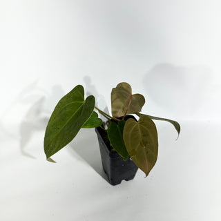 Anthurium 'Zara'/'Michelle' x indo portillae [#1786]