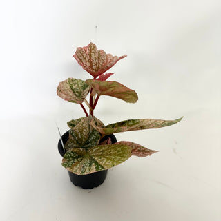Begonia 'Snow Capped' (Variegated) [#1698]