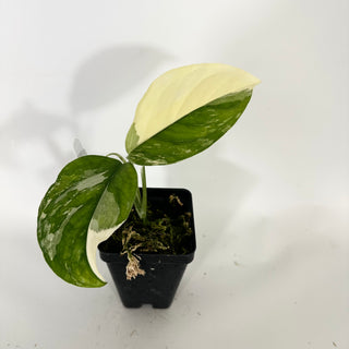 Z-4750 - Monstera lechleriana variegated