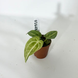 Anthurium 'Arnold Schwarzenegger' x self - Seedling [#1648]