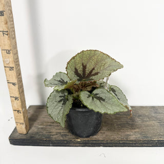 Begonia lanternaria [#2058]