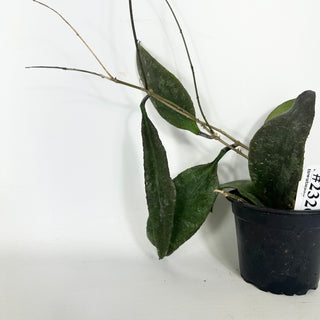 Hoya towutiensis [#2326]