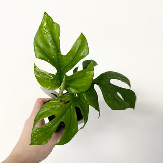Z-5158 - Rhaphidophora tetrasperma variegata