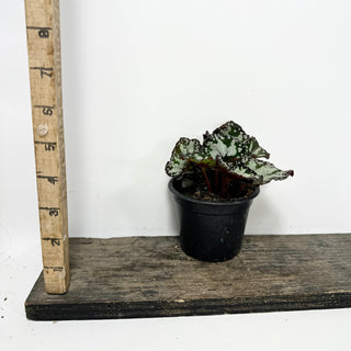 Begonia 'Dolce Vita' [#1941]