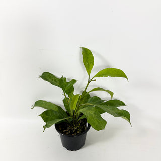 Hoya occultata "Splash" [#2403]