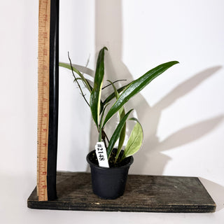 Hoya sulawesiana albo marginata [#2148]