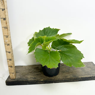 Begonia dipetala [#2118]