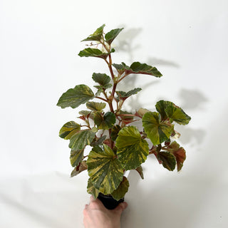 Begonia cucullata (variegated) [#1472]