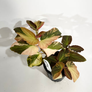 Begonia ‘Withlacoochee’ (Variegated) [#1734]
