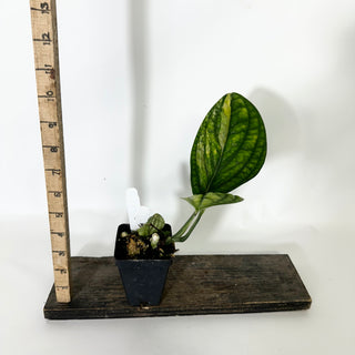 Monstera sp. 'Peru' variegata [#1557]