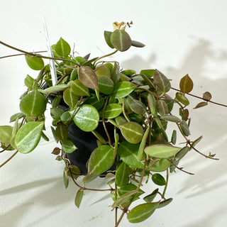 Dischidia "One-Stripe" [#2134]