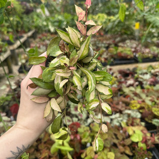 Hoya lacunosa ‘Souma’
