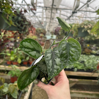 Scindapsus pictus 'Black Mamba'