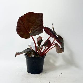 Begonia 'Steve's Leaves Bloodmoon' [#2018]