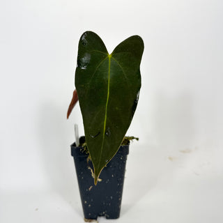 Anthurium indo portillae x papillilaminum SL #1 [#2081]