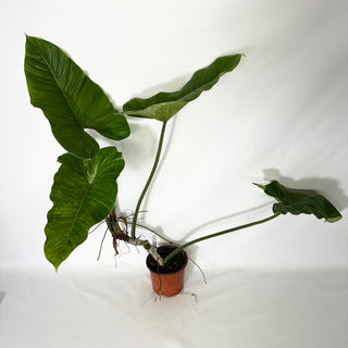 Philodendron subhastatum variegata (Non-TC) [#1539]