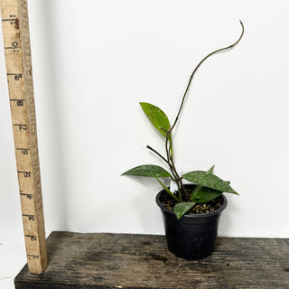 Hoya rundumensis (splash) [#2339]