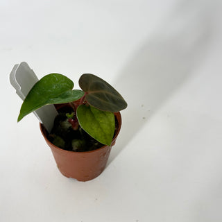 Anthurium SKG red crystallinum x 'Amelia's Delight' - Seedling [#1725]